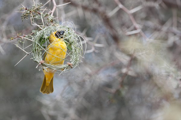 Southern Masked Weaver