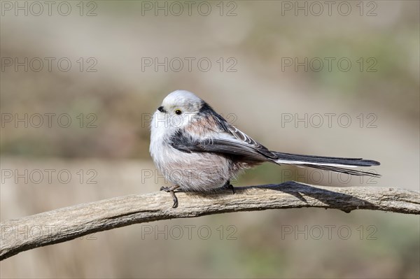 Long-tailed tit