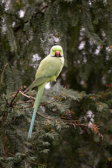 Rose ringed parakeet