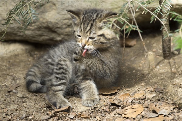 European Wildcat