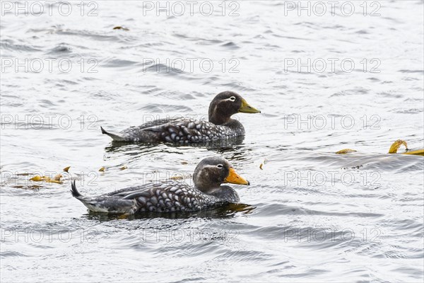 Falkland Steamer Ducks