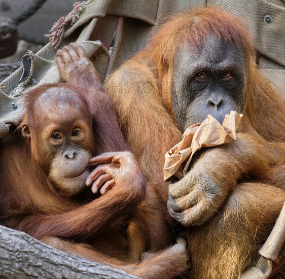 Bornean orangutan