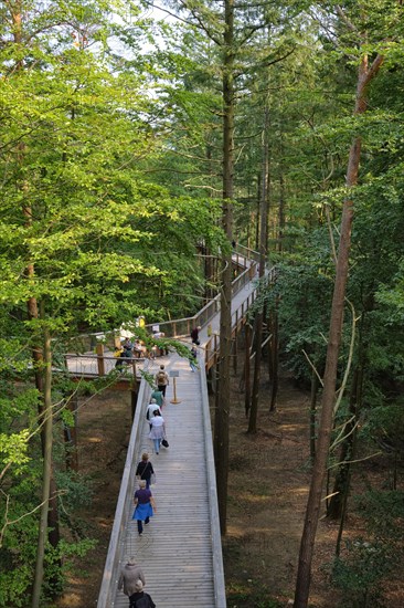 Usedom Tree Top Trail