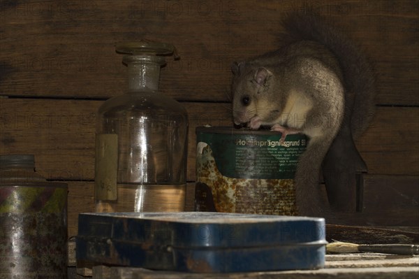 Fat dormouse