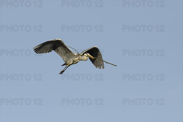 Grey heron