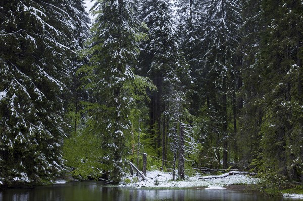 Mountain spruces at the Hoellbachschwelle