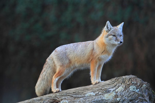 Corsican fox