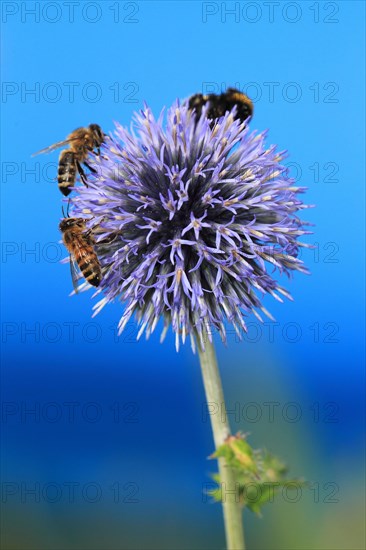 Common Great Globe Thistle