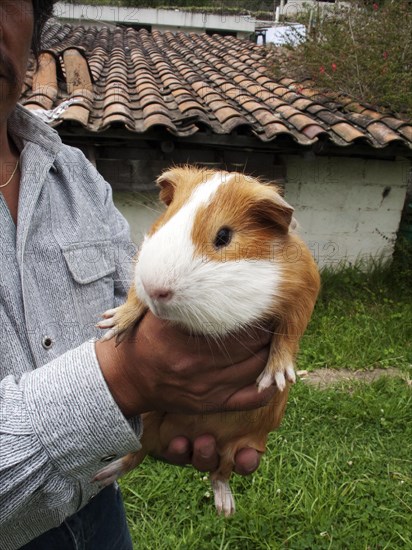 Man buying guinea pigs