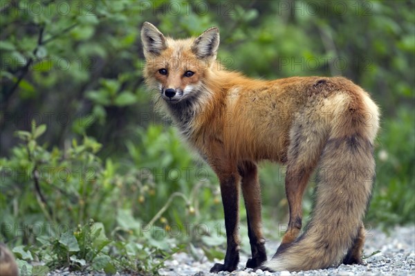 Red fox