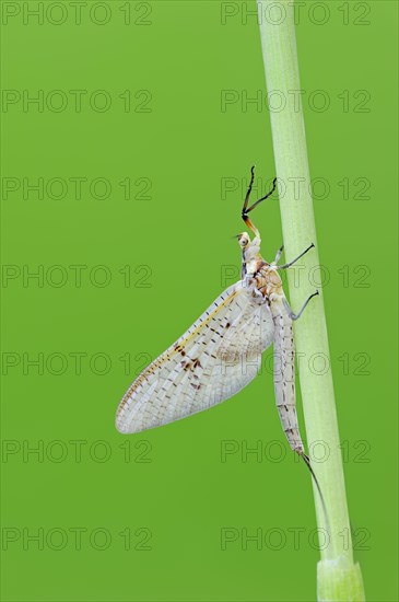 Green Drake Mayfly