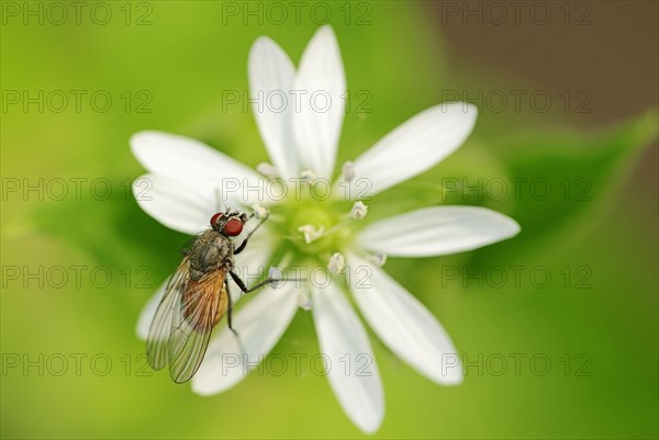 Fly on Wood Stitchwort