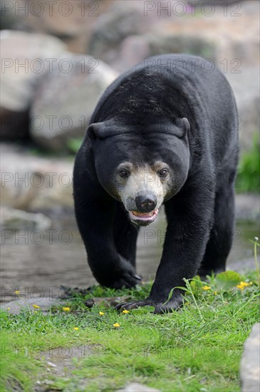 Sun bear