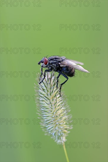 Grey Flesh Fly