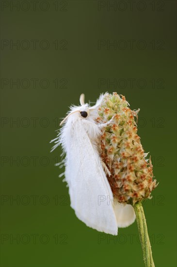 Golden swan moth