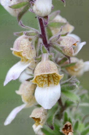 Woolly Foxglove