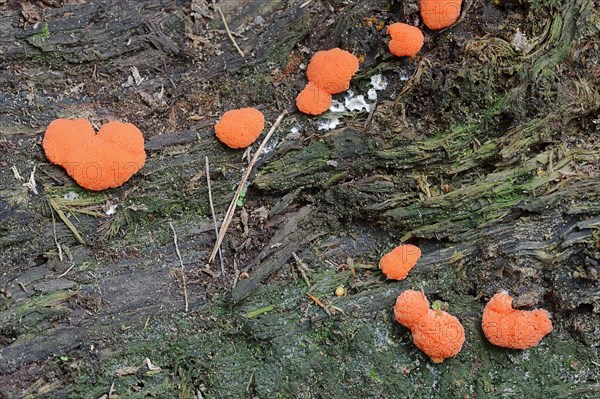 Slime Mold