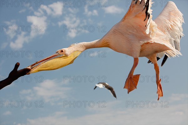 White Pelican