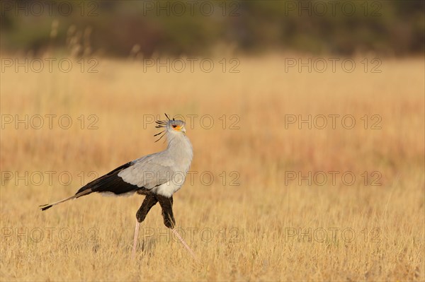 Secretary bird