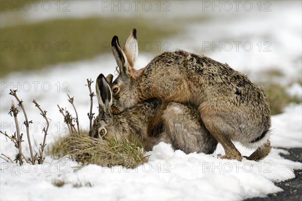 Brown Hares