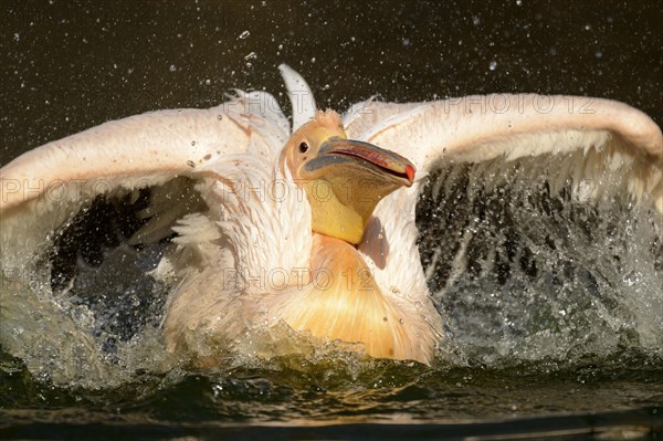 White Pelican