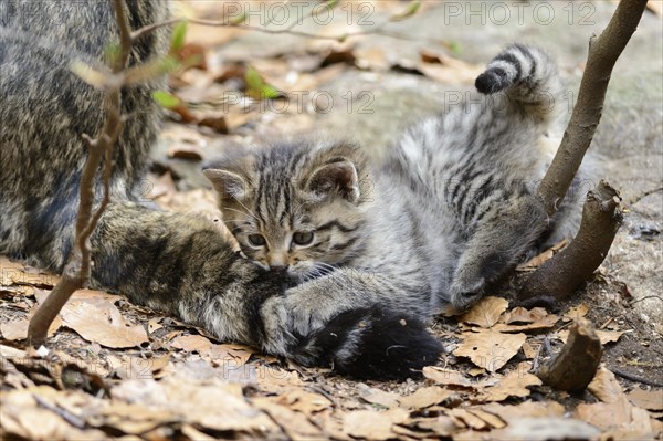 European Wildcat