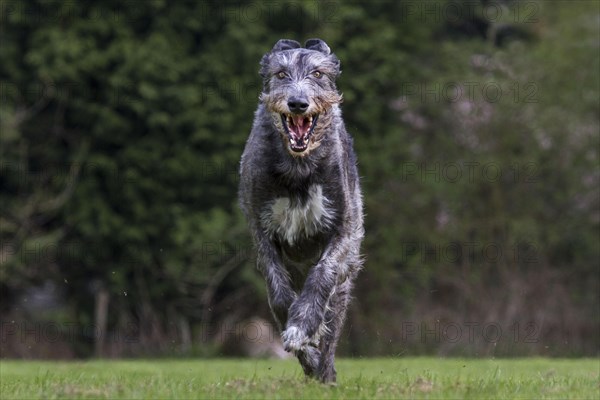 Irish wolfhound