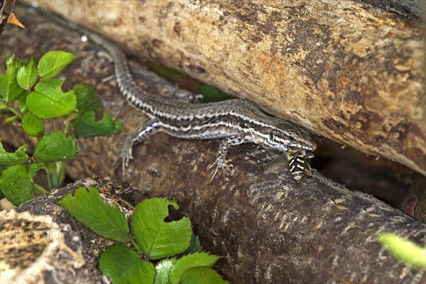 Viviparous lizard