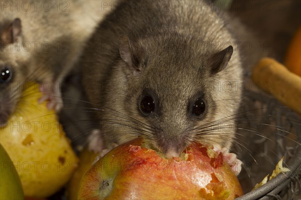 Edible dormouse