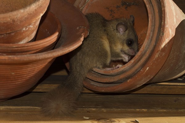 Edible dormouse