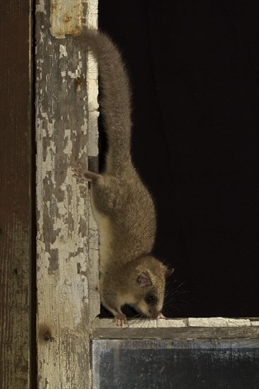 Edible dormouse