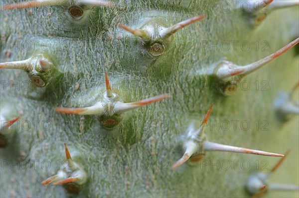 Madagascar Palm