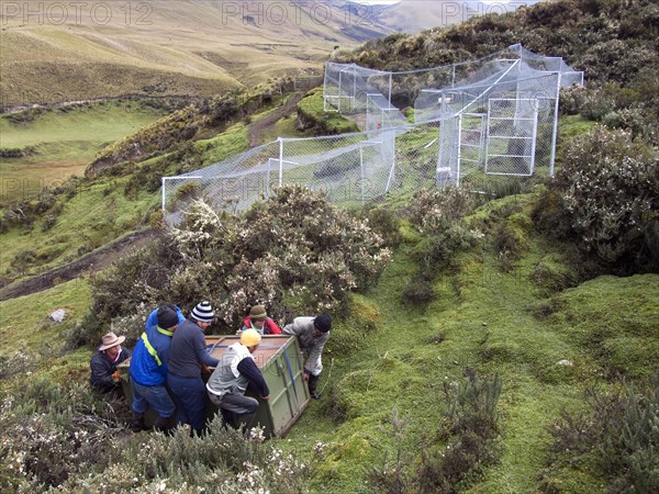 People carrying cage with Spectacled Bear