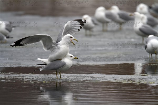 Ring-billed gulls