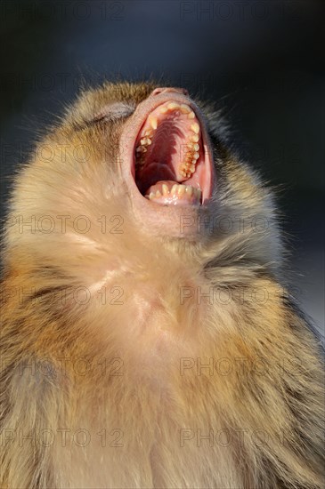 Barbary macaque