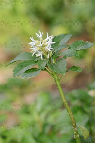 Japanese Spurge