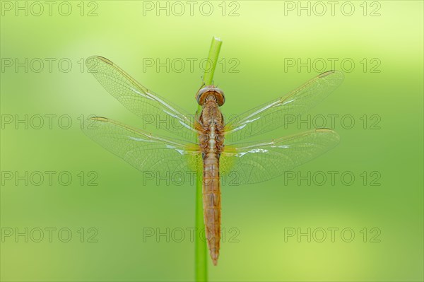 Scarlet dragonfly