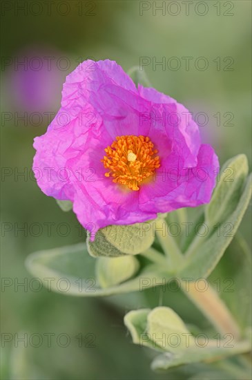 Grey-leaved Cistus