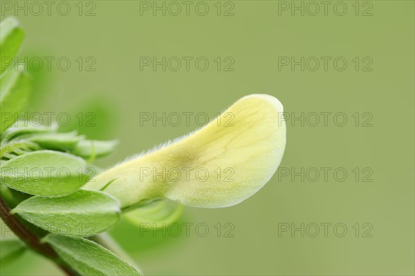 Hairy Yellow Vetch