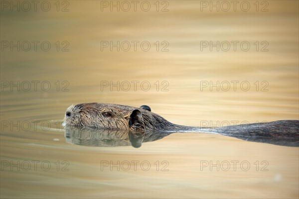 Nutria