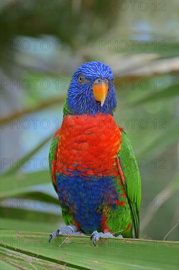 Rainbow Lorikeet