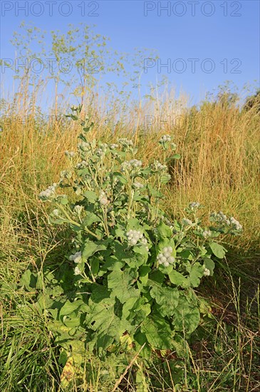 Felt burdock