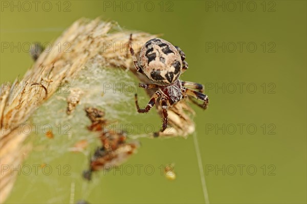 Furrow spider