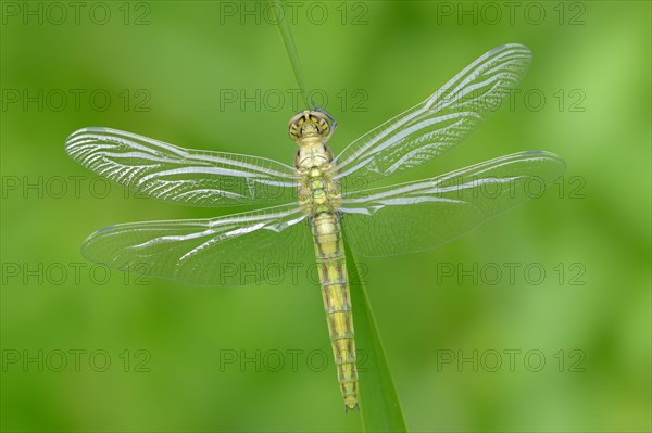 Black-tailed Skimmer