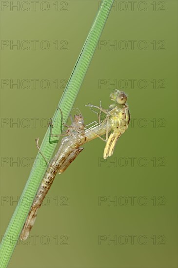 Willow Emerald Damselfly