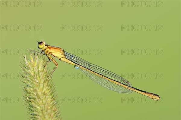 Blue-tailed damselfly