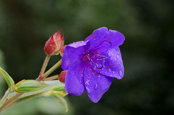 Princess flower