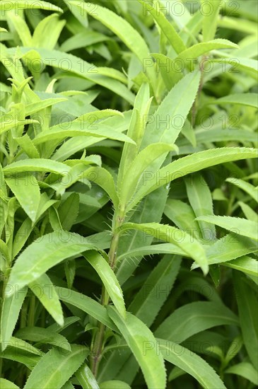 Mexican Tarragon