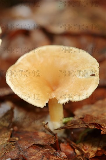 Tawny Funnel Cap