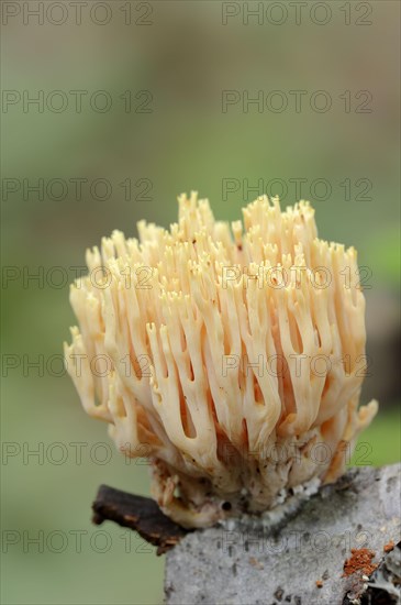 Beautiful Clavaria